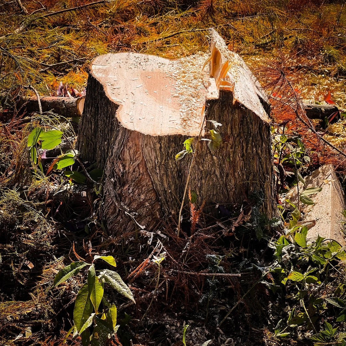 Stump Grinding