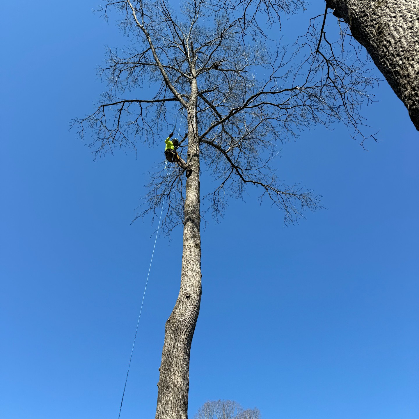 Tree Removal