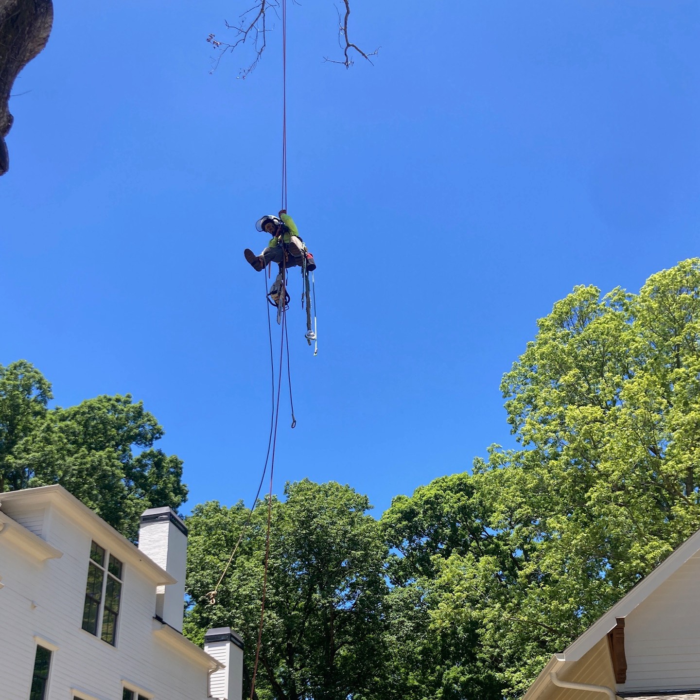 Tree Removal