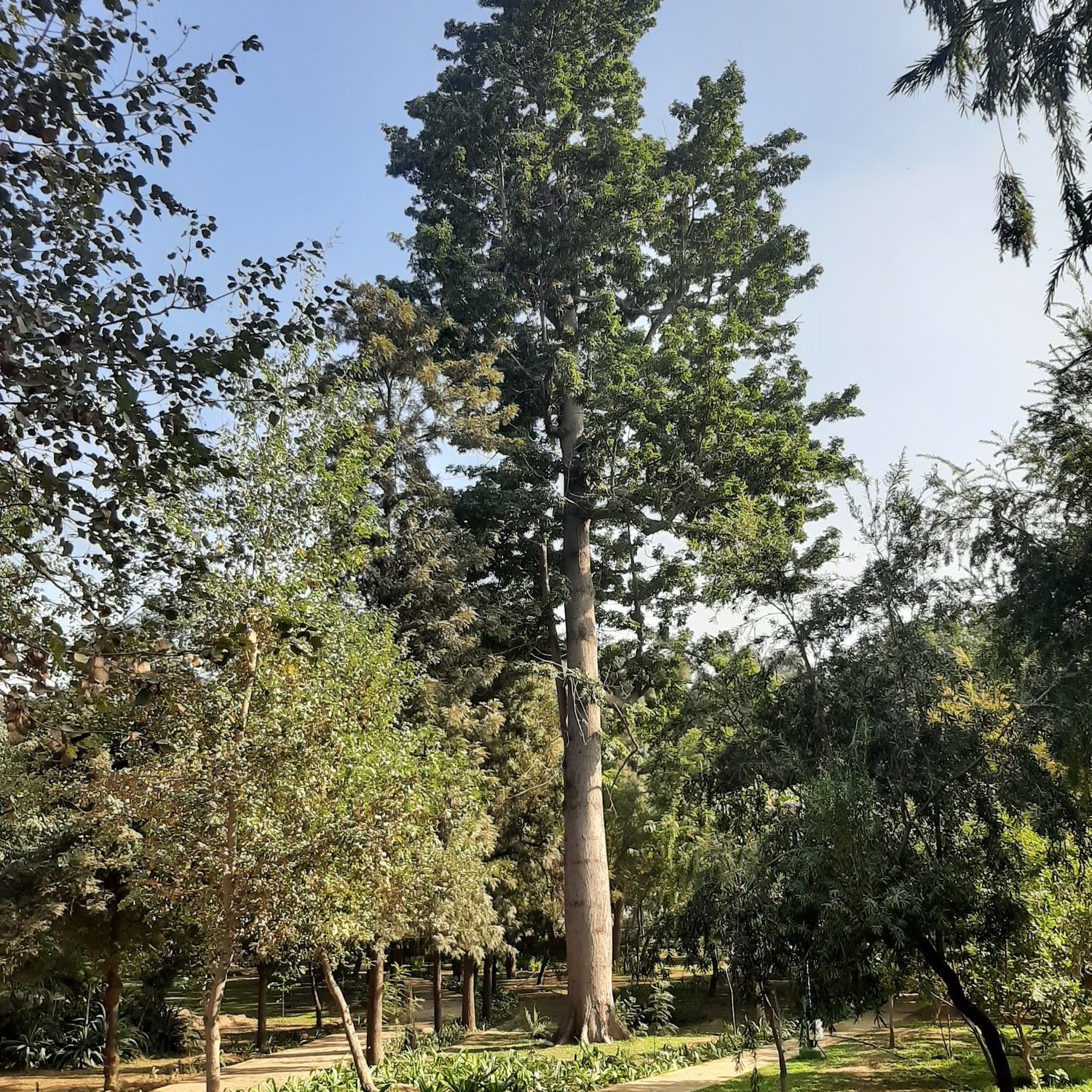 Trimming and Pruning